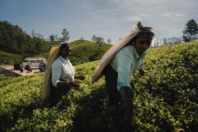 Sri Lankan women harvesting tea leaves at the Lipton tea plantation, surrounded by lush green tea fields in the highlands of Sri Lanka.